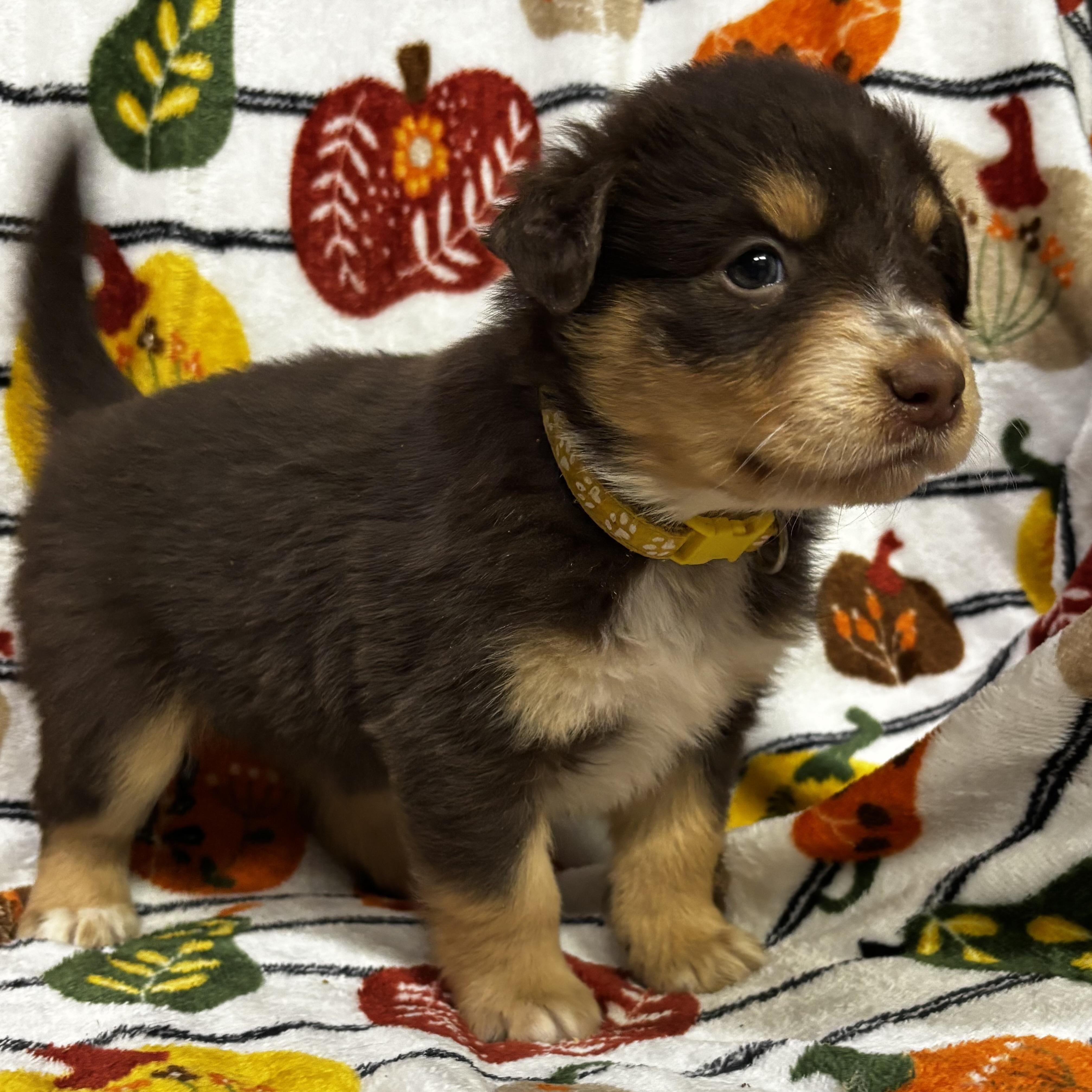 Enlarge Hyacinth, a Adoptable mixed breed in North Bergen, NJ image 6/6