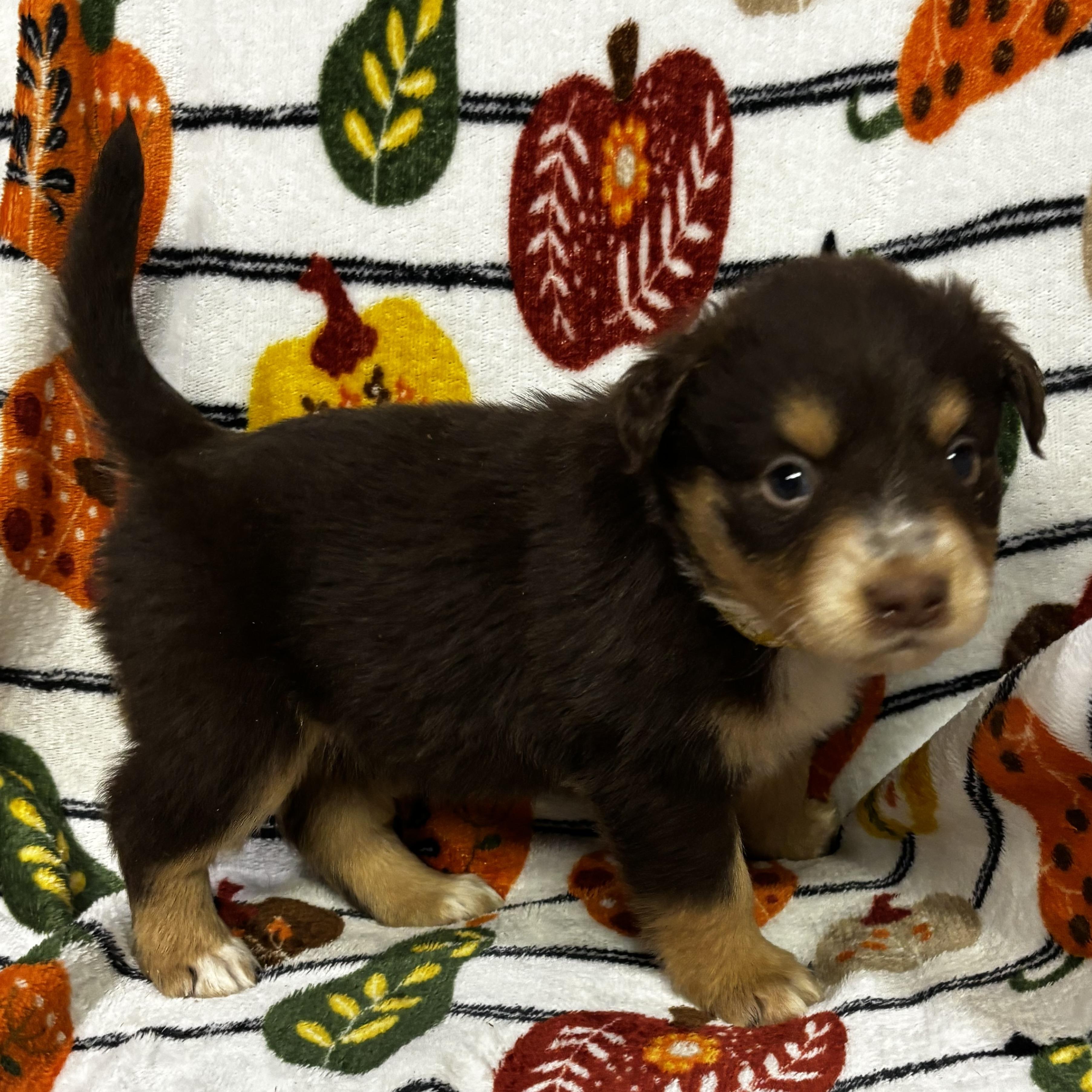 Enlarge Hyacinth, a Adoptable mixed breed in North Bergen, NJ image 4/6