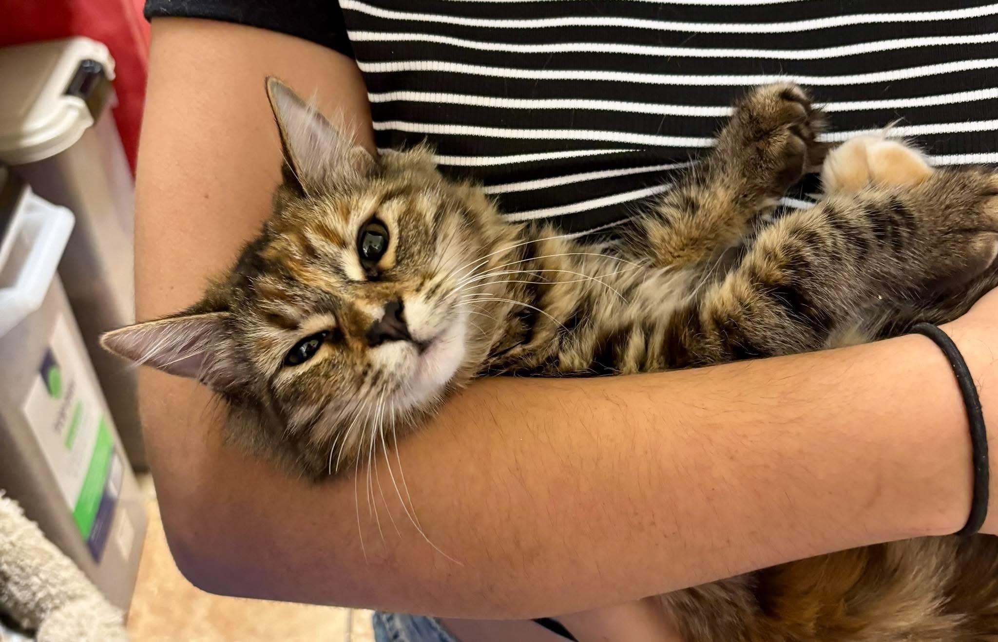 Enlarge AMARETTI, a Adoptable mixed breed in Murrieta, CA image 5/6