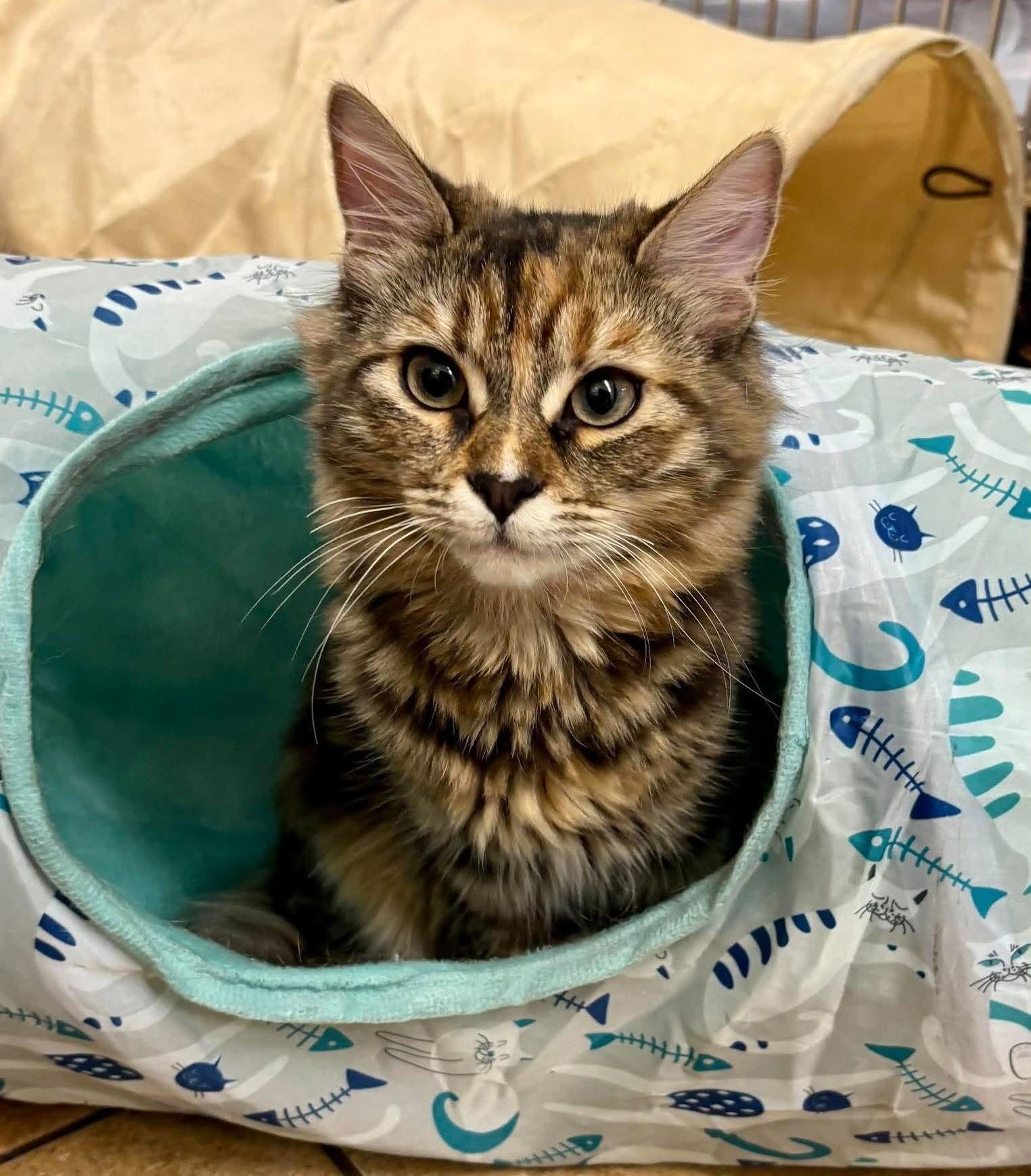 Enlarge AMARETTI, a Adoptable mixed breed in Murrieta, CA image 4/6