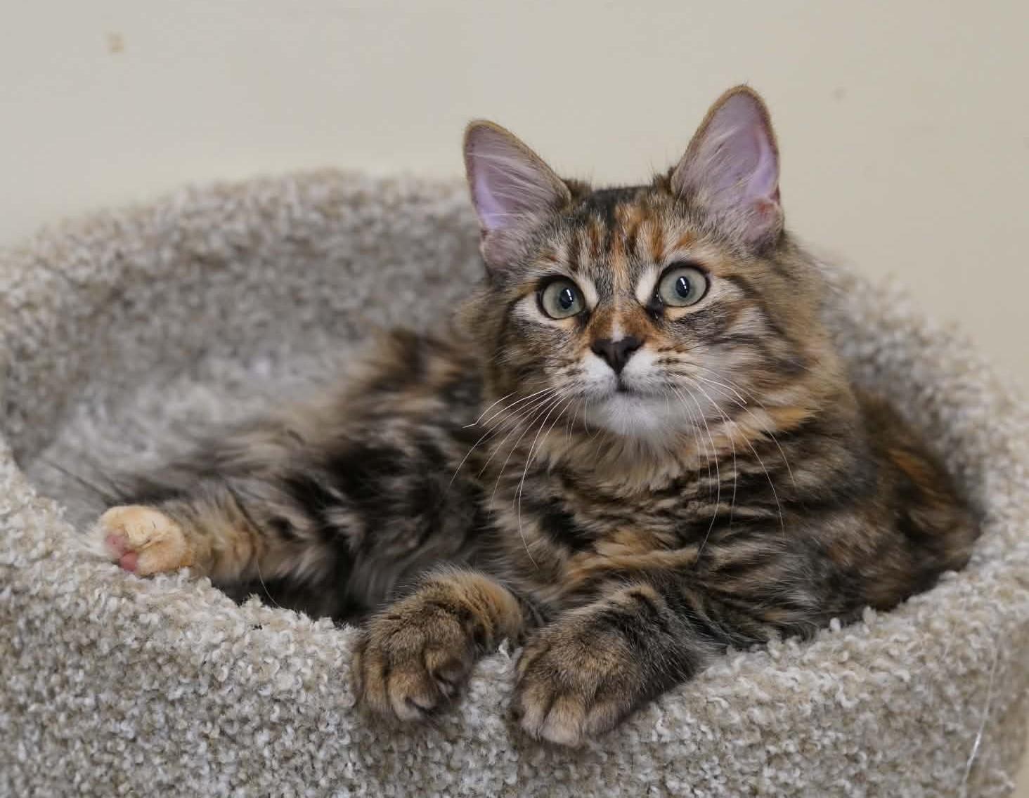 Enlarge AMARETTI, a Adoptable mixed breed in Murrieta, CA image 2/6