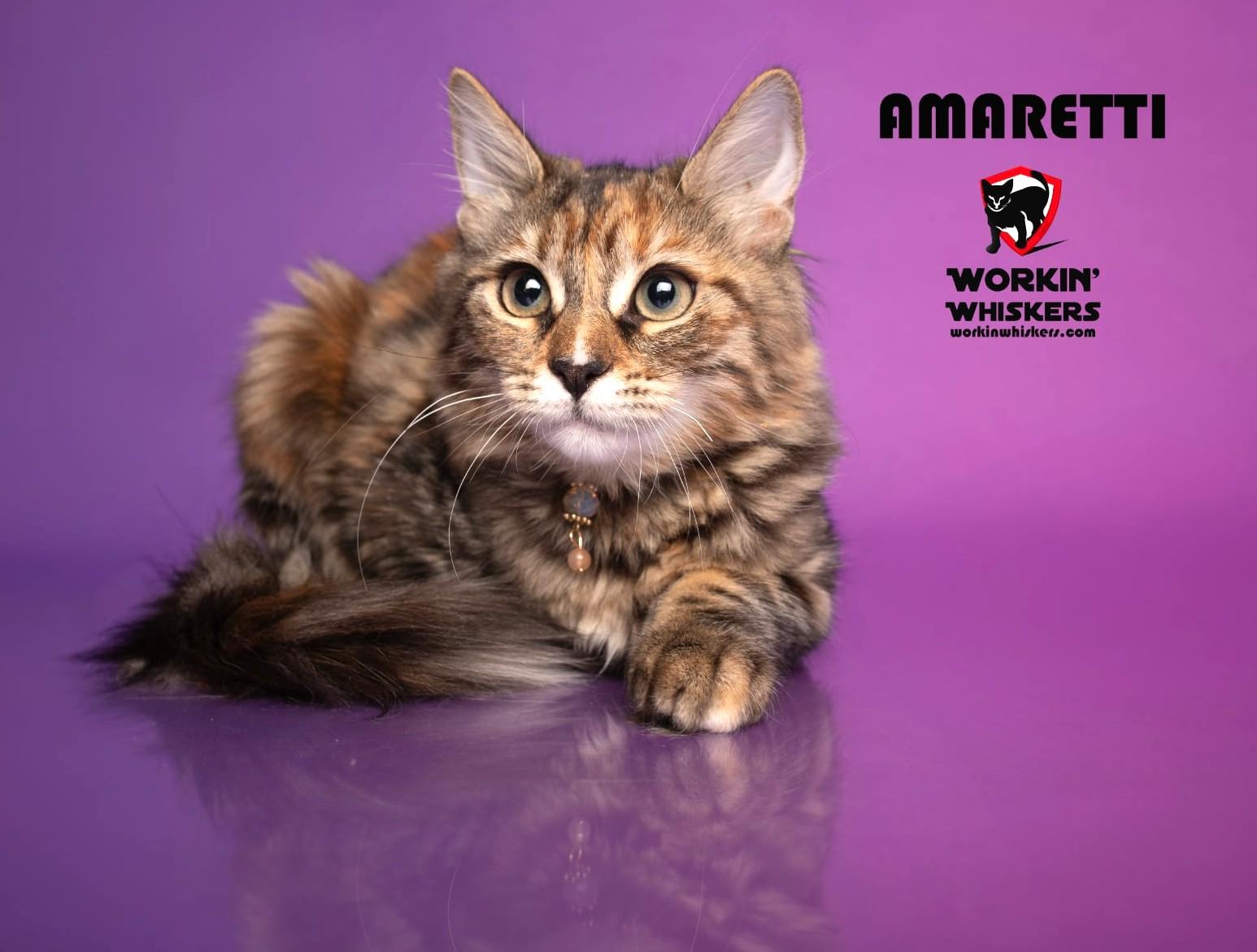 Enlarge AMARETTI, a Adoptable mixed breed in Murrieta, CA image 1/6