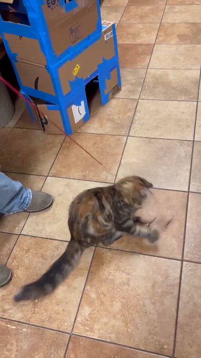 Enlarge AMARETTI, a Adoptable mixed breed in Murrieta, CA video 6/6