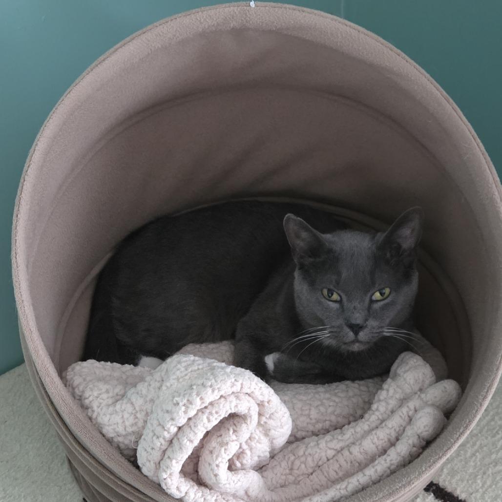 Nicholas, Adoptable, Young Male Domestic Short Hair.