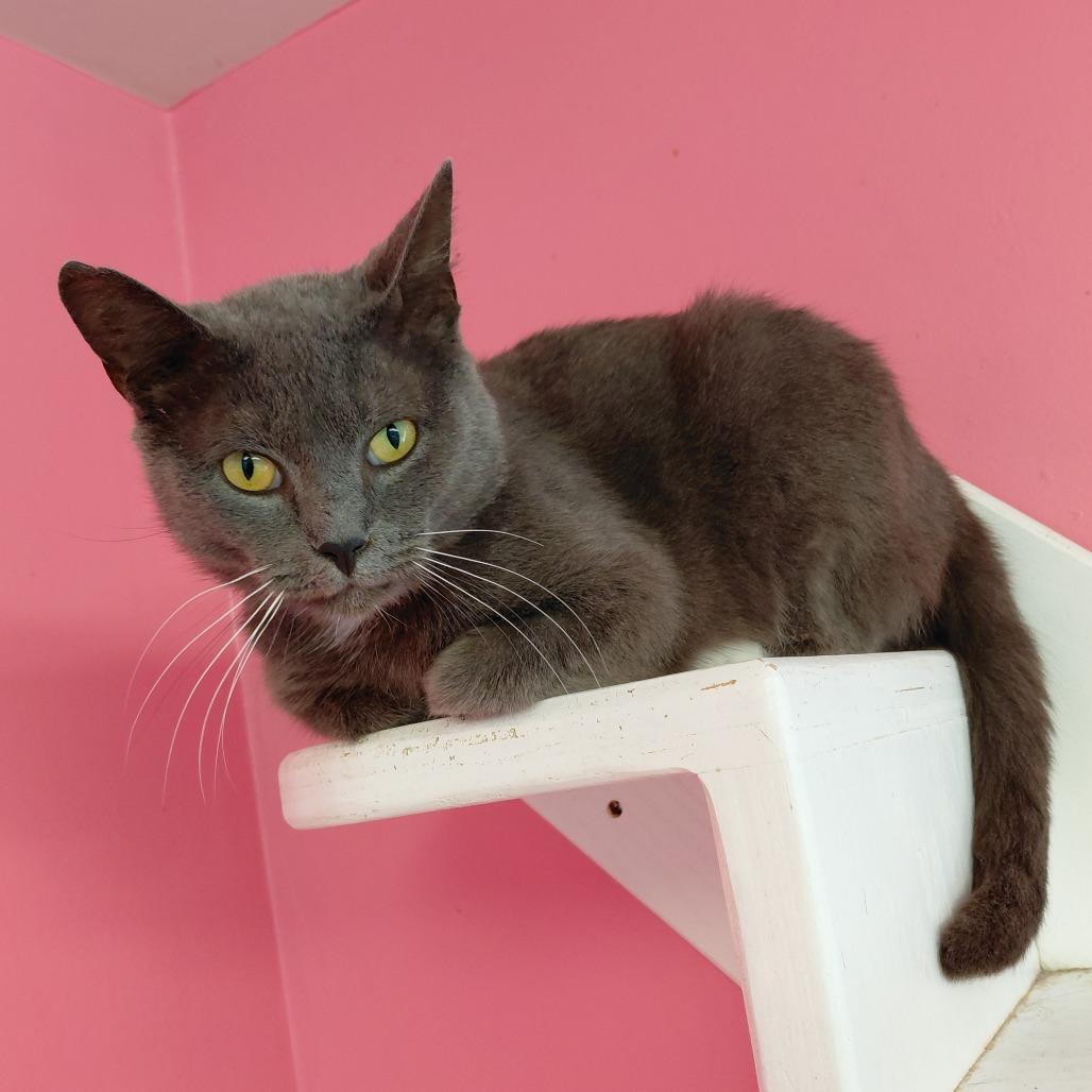 Nicholas, Adoptable, Young Male Domestic Short Hair.