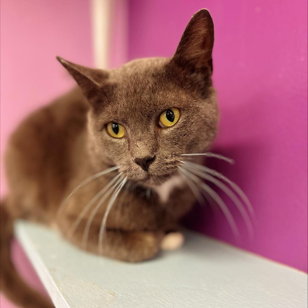 Enlarge Nicholas, a Adoptable Domestic Short Hair in Hamburg, NY image 2/3