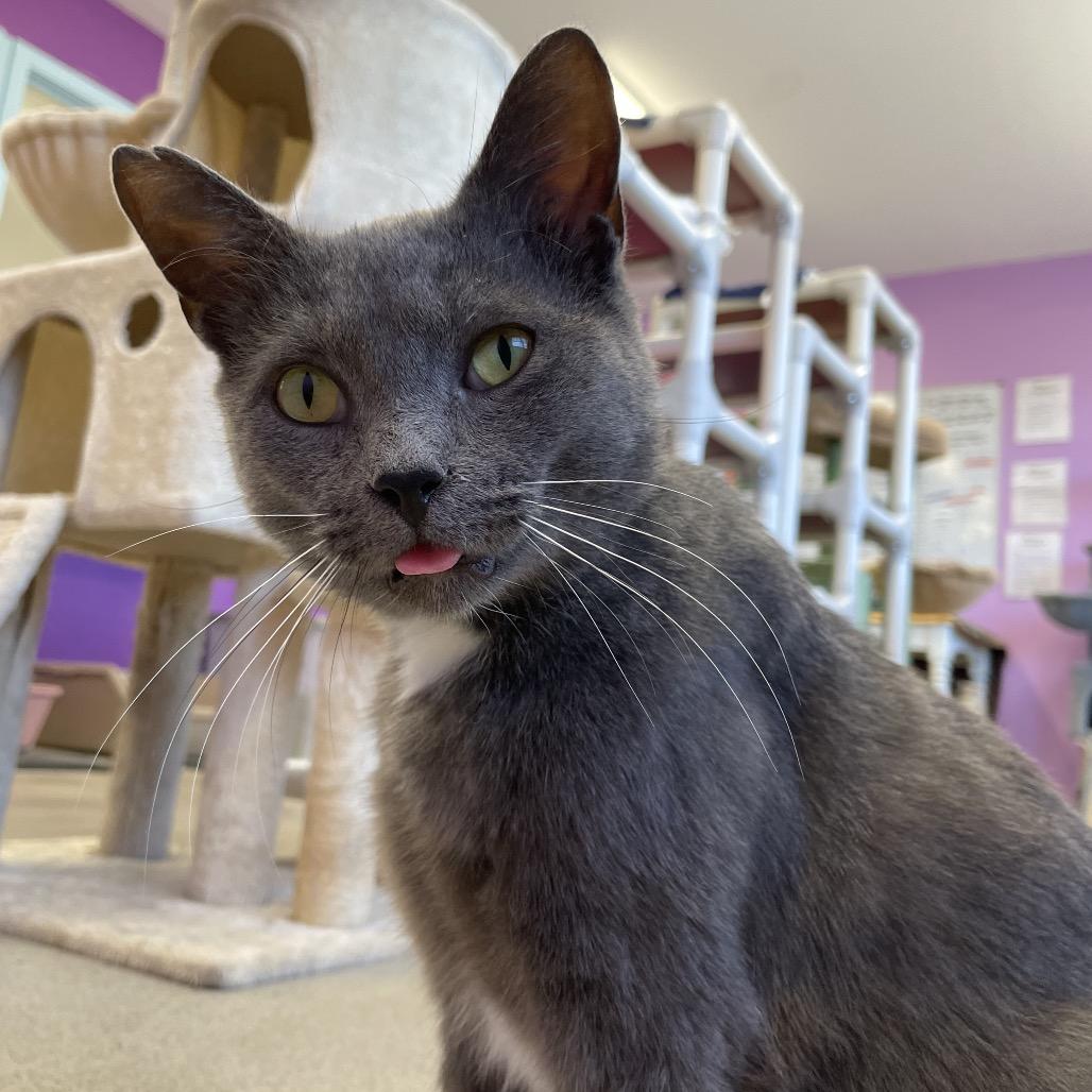 Enlarge Nicholas, a Adoptable Domestic Short Hair in Hamburg, NY image 3/3