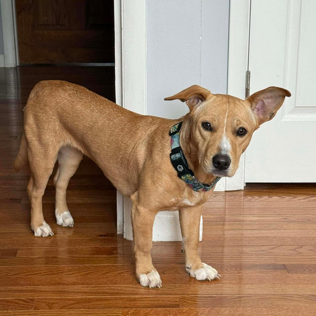 Rose, Adoptable, Young Female American Staffordshire Terrier & Mixed Breed.