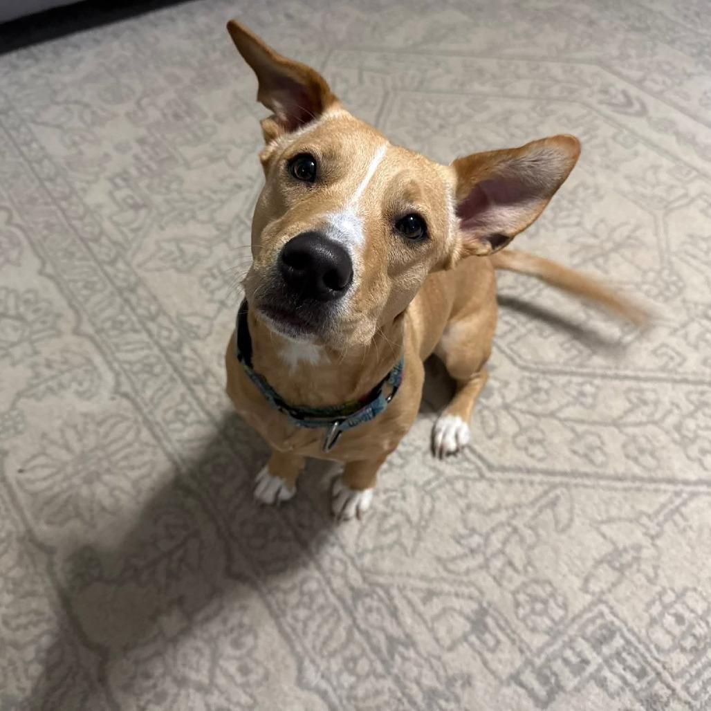 Rose, Adoptable, Young Female American Staffordshire Terrier & Mixed Breed.