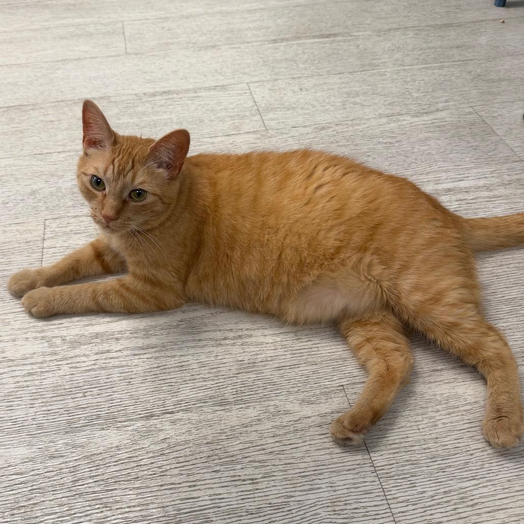 Enlarge Seoul, a Adoptable Domestic Short Hair in PITTSBURGH, PA image 2/3