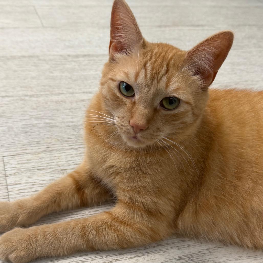 Enlarge Seoul, a Adoptable Domestic Short Hair in PITTSBURGH, PA image 3/3