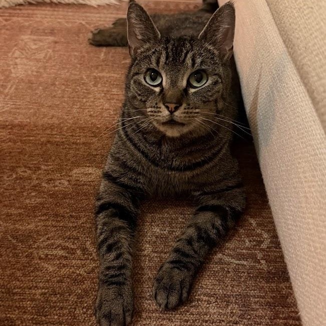 Cat Benatar, ADOPTABLE, Young Female Domestic Short Hair.