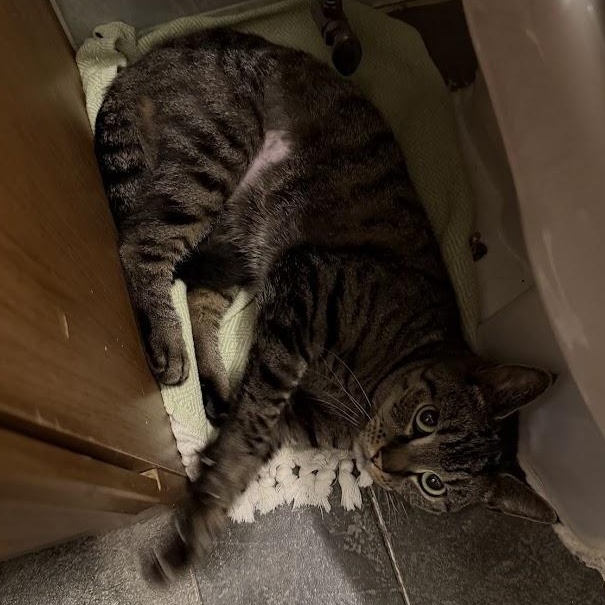 Enlarge Cat Benatar, a ADOPTABLE Domestic Short Hair in brooklyn, NY image 3/6