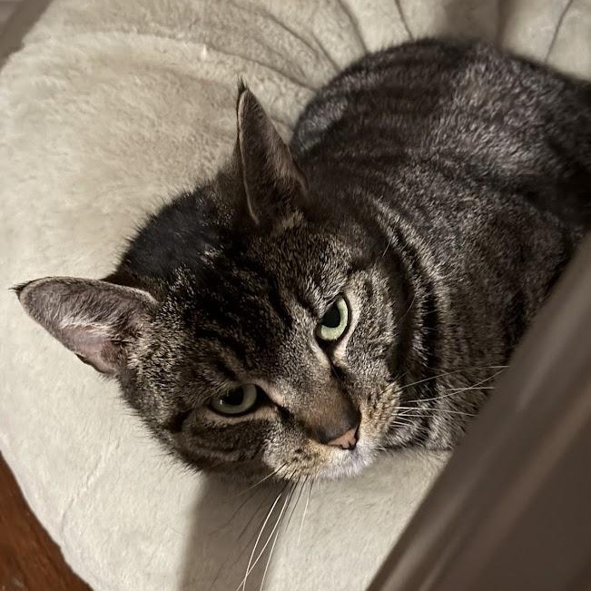Enlarge Cat Benatar, a ADOPTABLE Domestic Short Hair in brooklyn, NY image 5/6