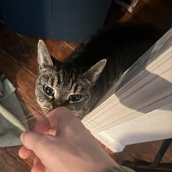 Enlarge Cat Benatar, a ADOPTABLE Domestic Short Hair in brooklyn, NY image 2/6