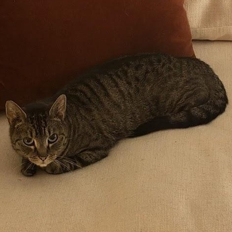 Enlarge Cat Benatar, a ADOPTABLE Domestic Short Hair in brooklyn, NY image 4/6