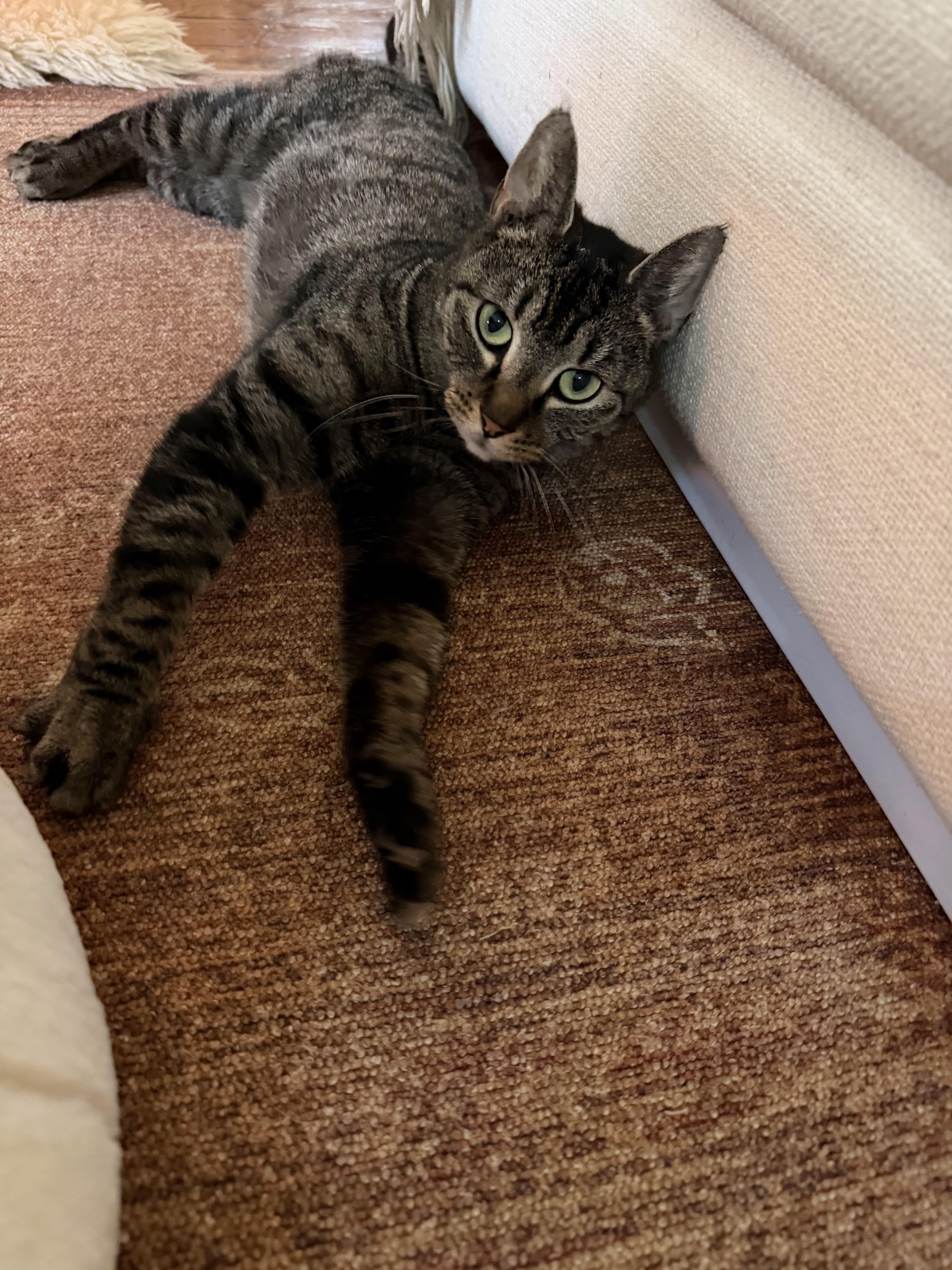 Cat Benatar, a ADOPTABLE Domestic Short Hair in brooklyn, NY image 3/6