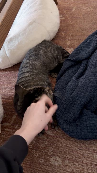Enlarge Cat Benatar, a ADOPTABLE Domestic Short Hair in brooklyn, NY video 6/6