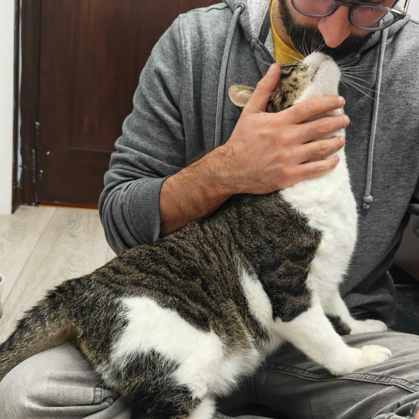 Biscuit, a Adopted Domestic Short Hair in Montreal, QC image 2/4