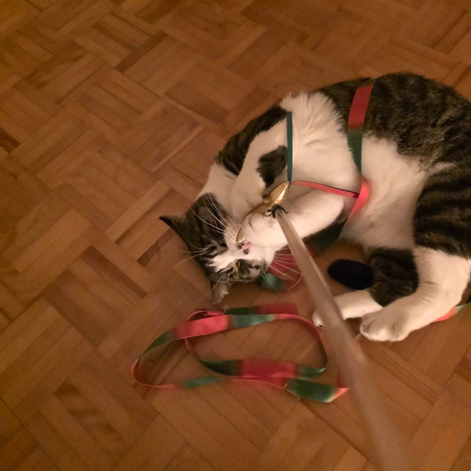 Biscuit, a Adopted Domestic Short Hair in Montreal, QC image 3/4