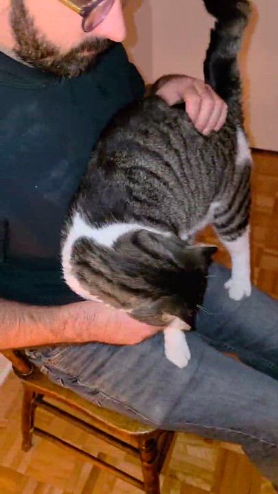 Enlarge Biscuit, a Adopted Domestic Short Hair in Montreal, QC video 4/4