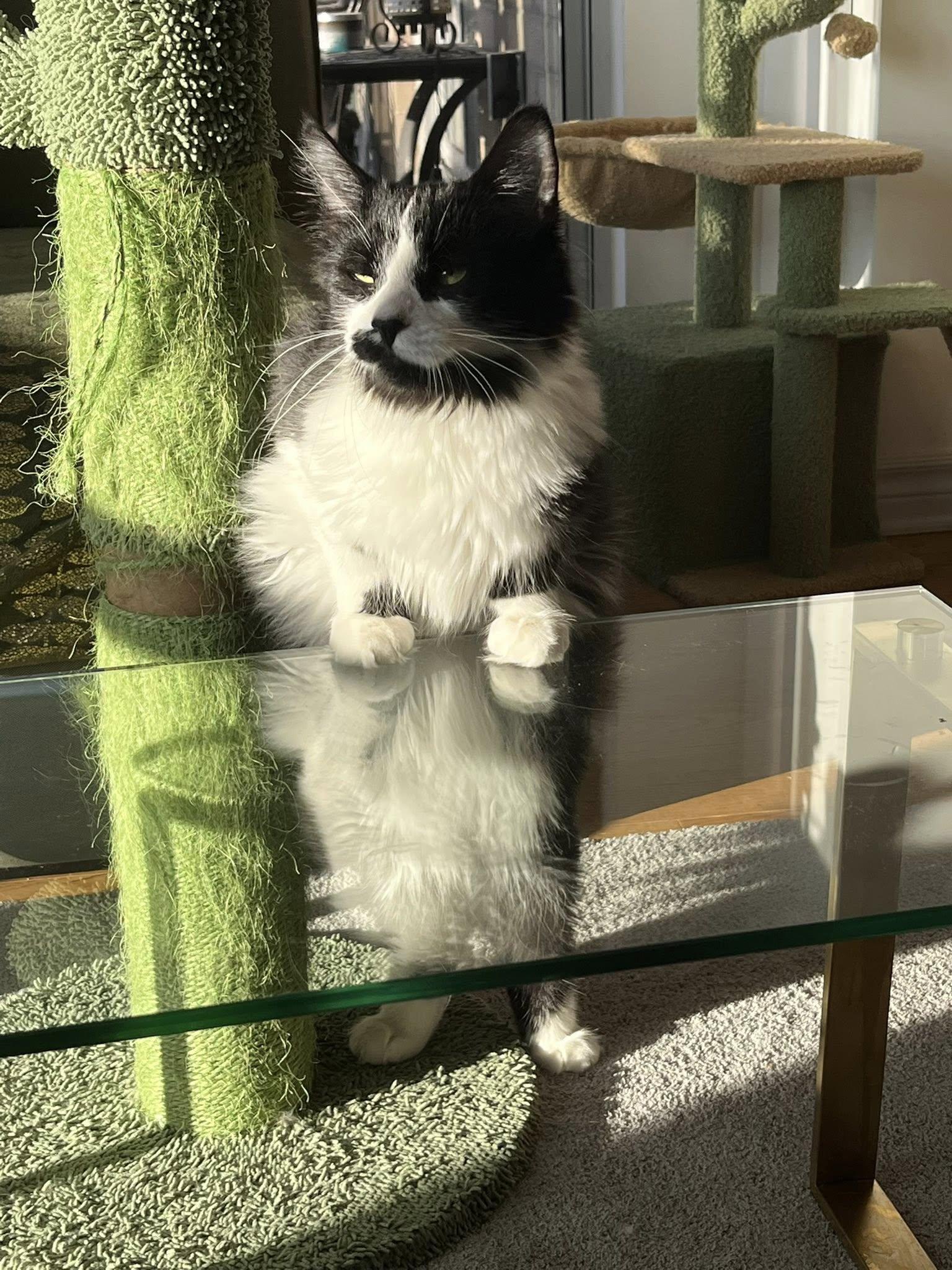 Pringle, Adoptable, Young Male Domestic Short Hair.