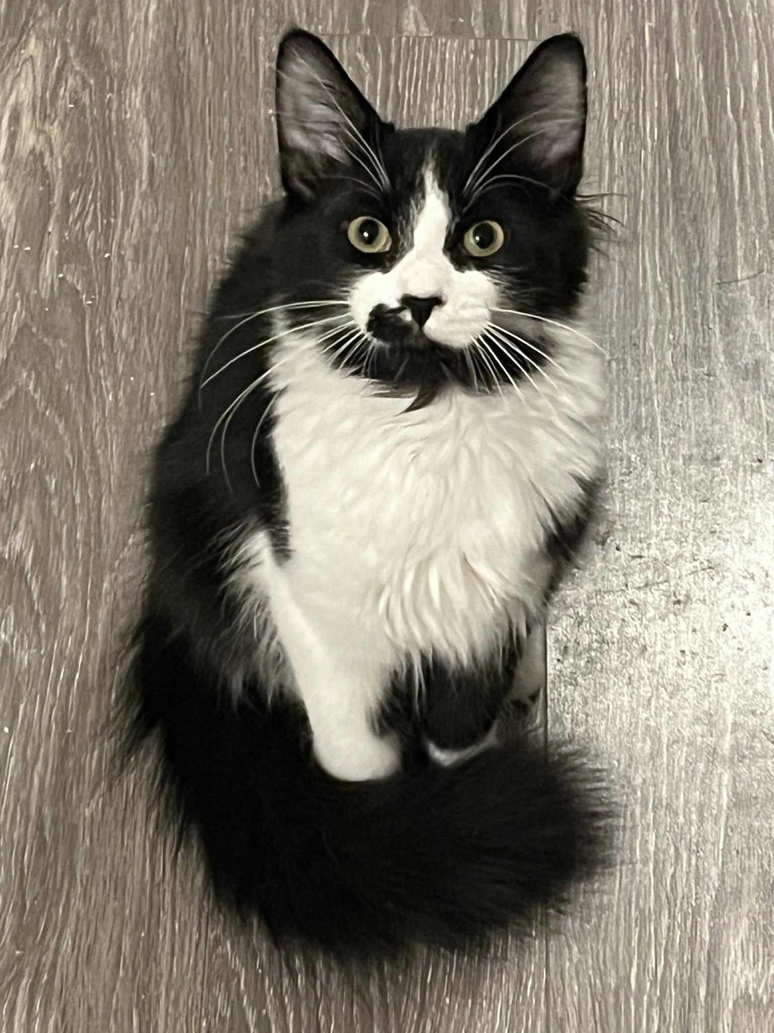 Enlarge Pringle, a Adoptable Domestic Short Hair in Orleans, ON image 2/2