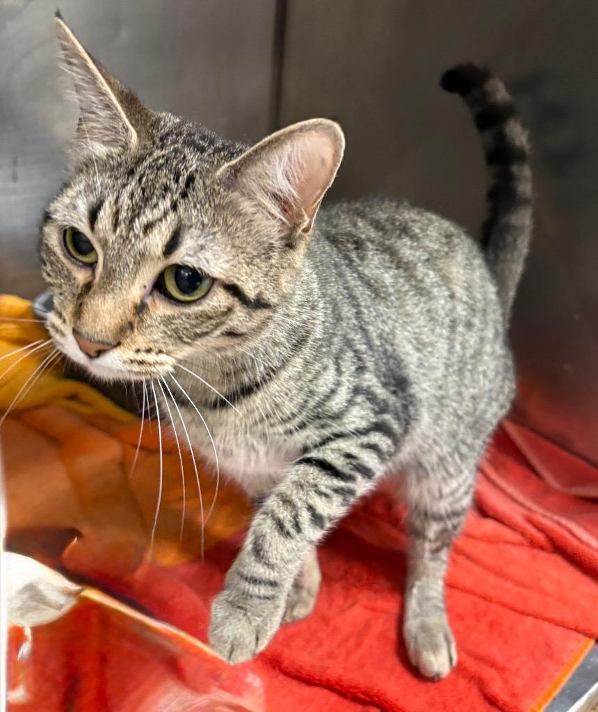 Enlarge Breeze, a Adoptable mixed breed in Little Rock, AR image 1/1