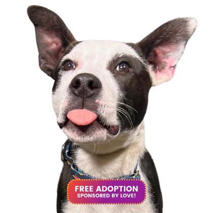 Dozer, Adoptable, Puppy Male Pit Bull Terrier & Border Collie.