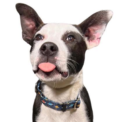 Dozer, Adoptable, Puppy Male Pit Bull Terrier & Border Collie.