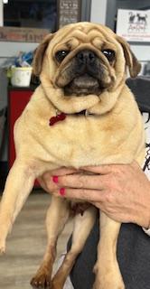 Sonnet, an adopted Pug in Tulsa, OK image 2/2