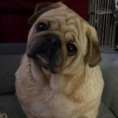 Sonnet, an adopted Pug in Tulsa, OK image 1/2