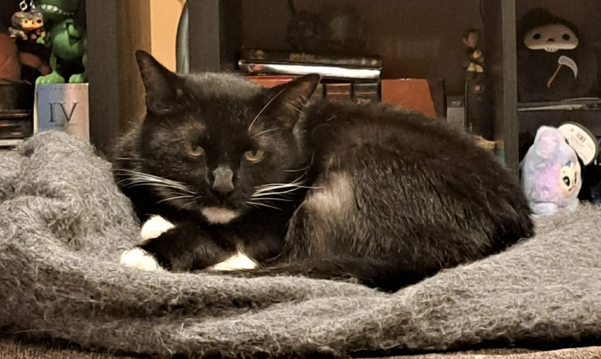 Bootsy, a ADOPTABLE Domestic Short Hair in Baltimore, MD image 3/5