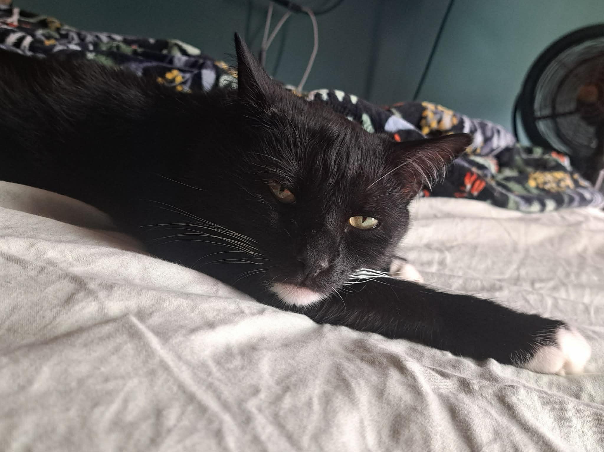 Bootsy, a ADOPTABLE Domestic Short Hair in Baltimore, MD image 2/5