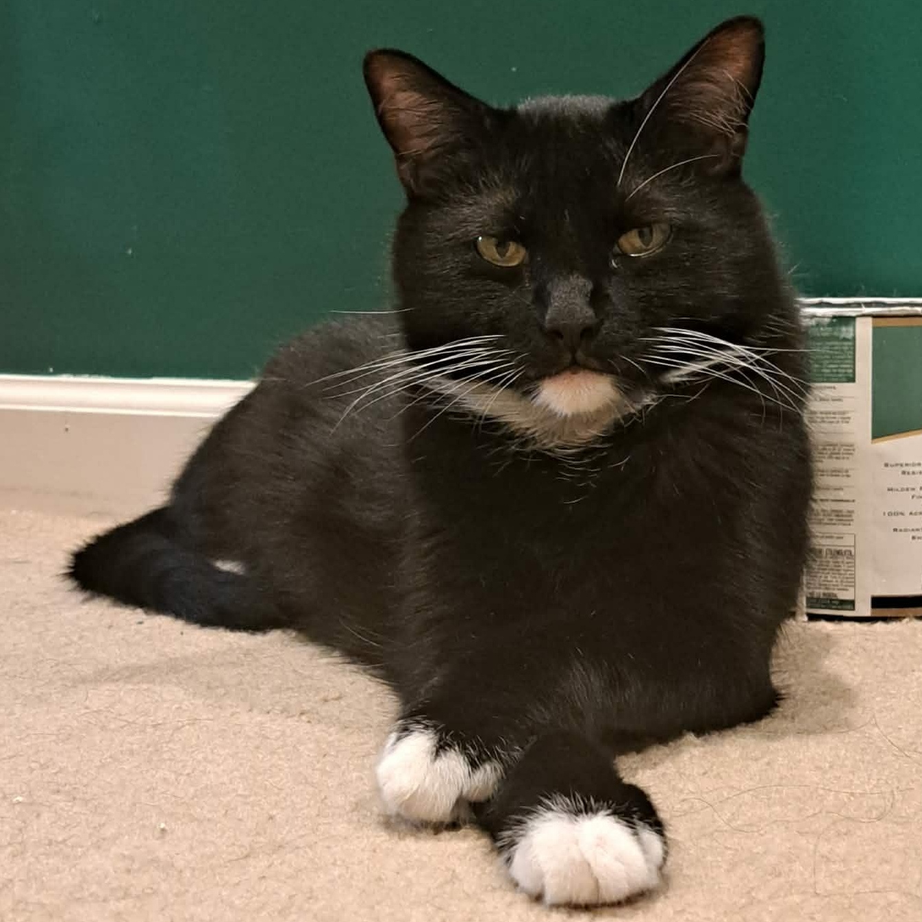 Bootsy, a ADOPTABLE Domestic Short Hair in Baltimore, MD image 1/5