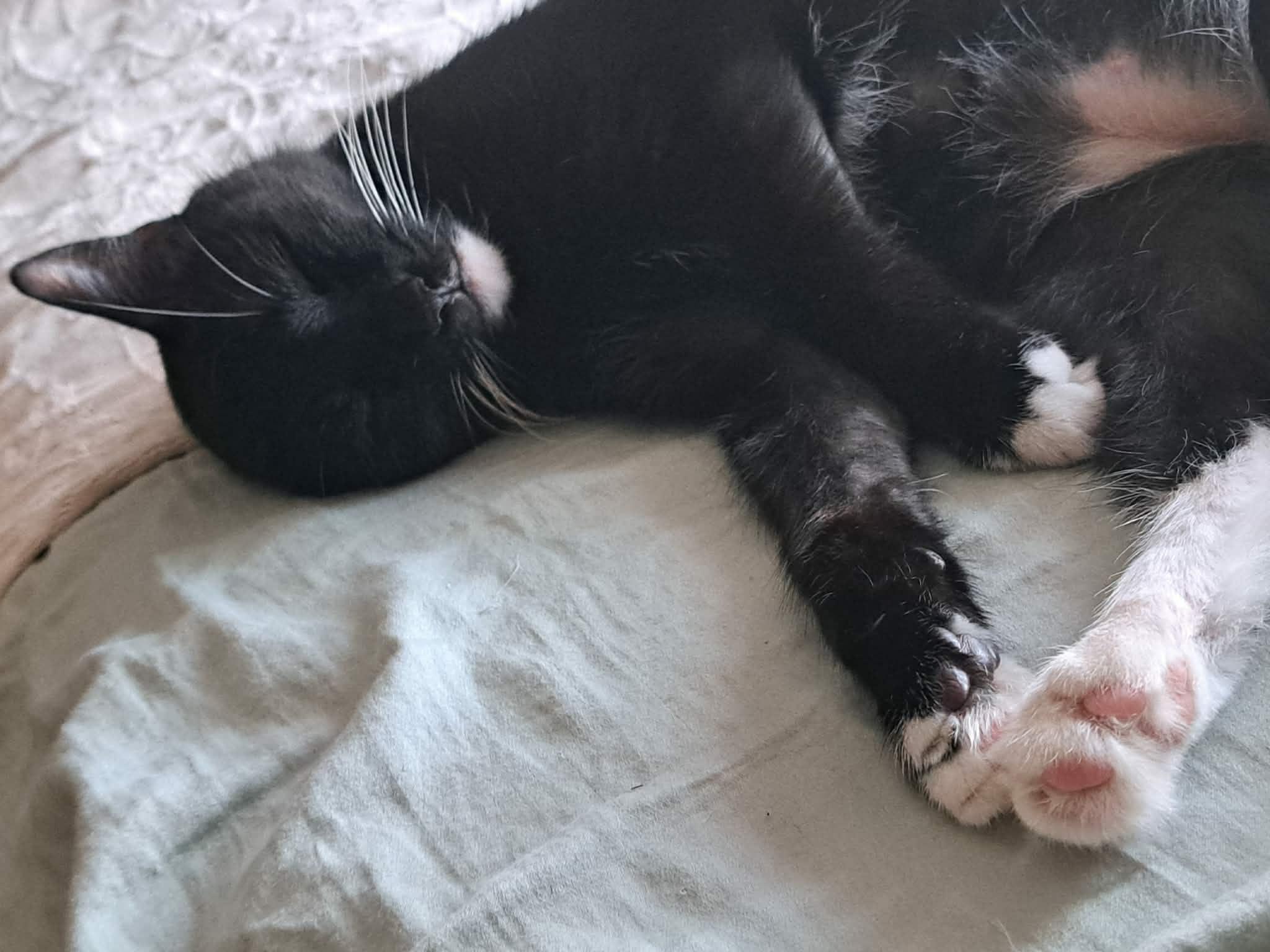 Bootsy, a ADOPTABLE Domestic Short Hair in Baltimore, MD image 5/5