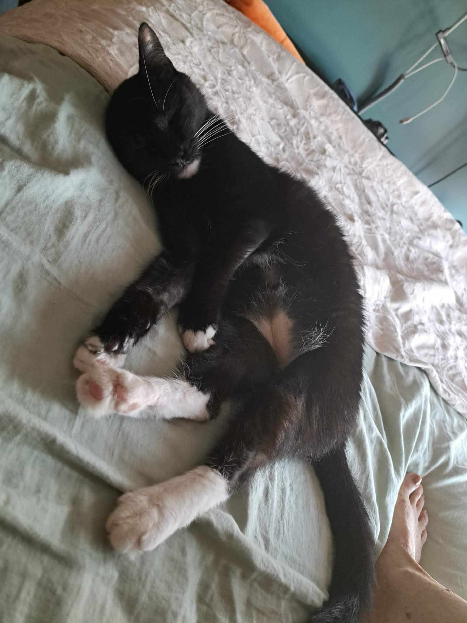 Bootsy, a ADOPTABLE Domestic Short Hair in Baltimore, MD image 4/5