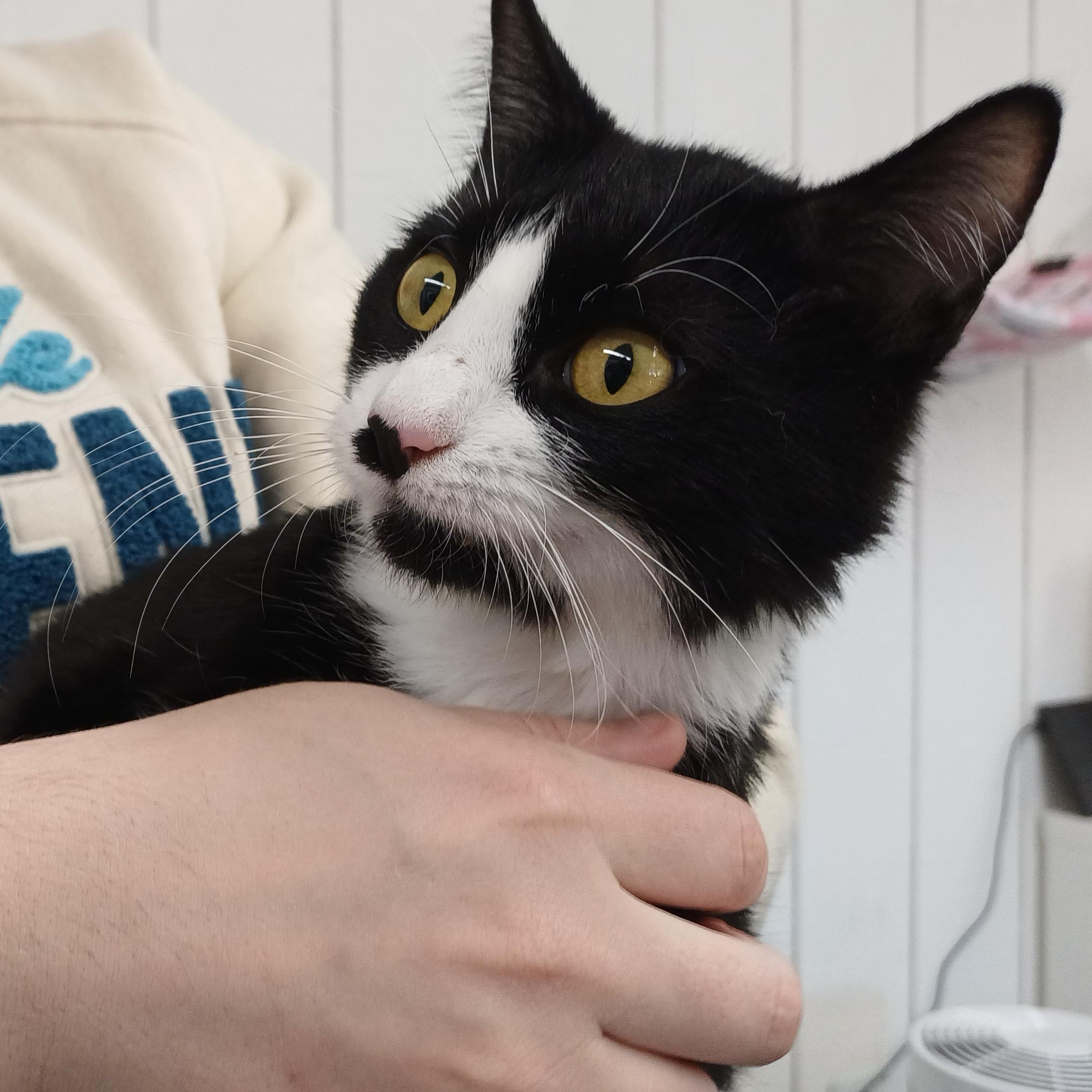 Bootsie, an adopted Domestic Short Hair in Redmond, WA image 5/5