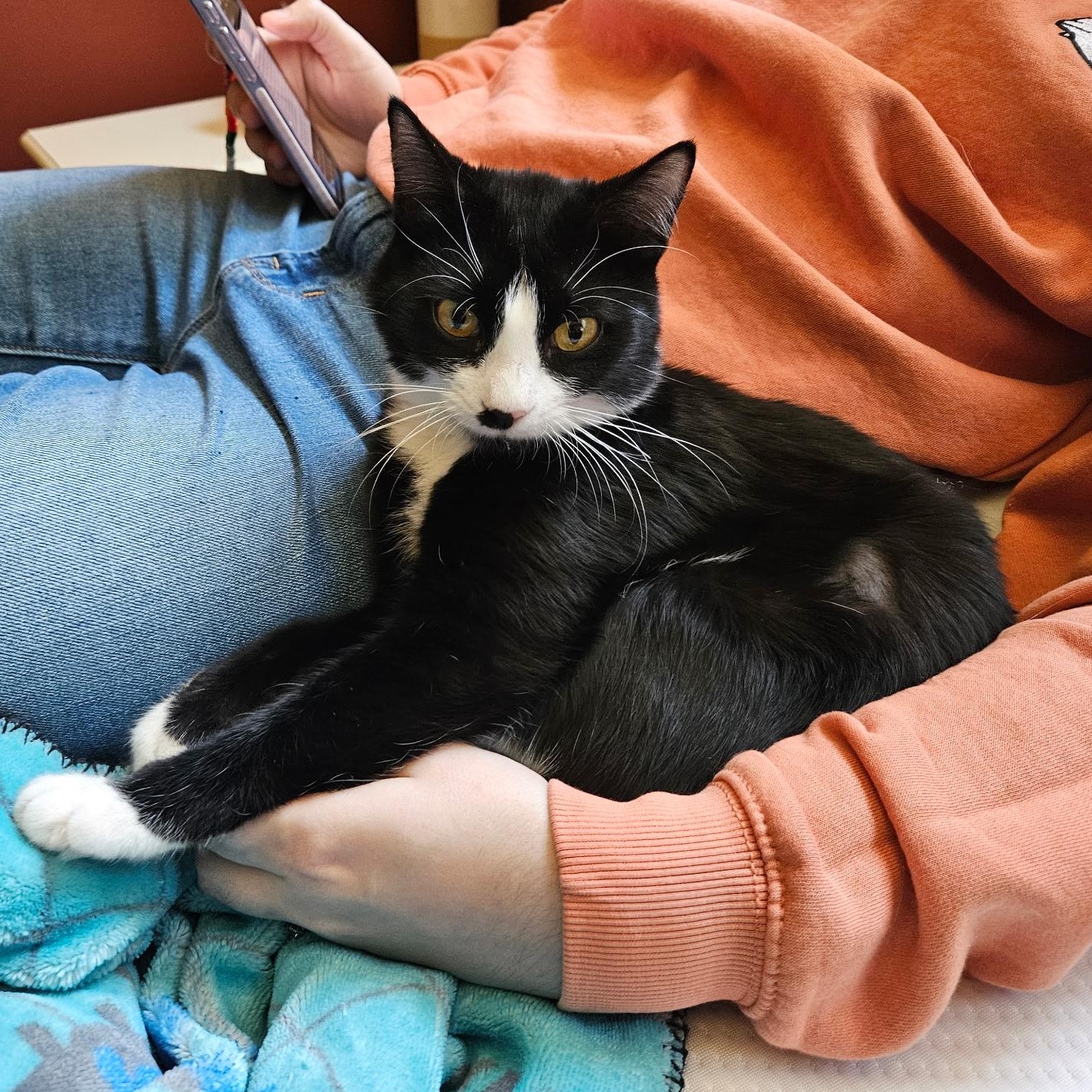 Bootsie, an adopted Domestic Short Hair in Redmond, WA image 2/5