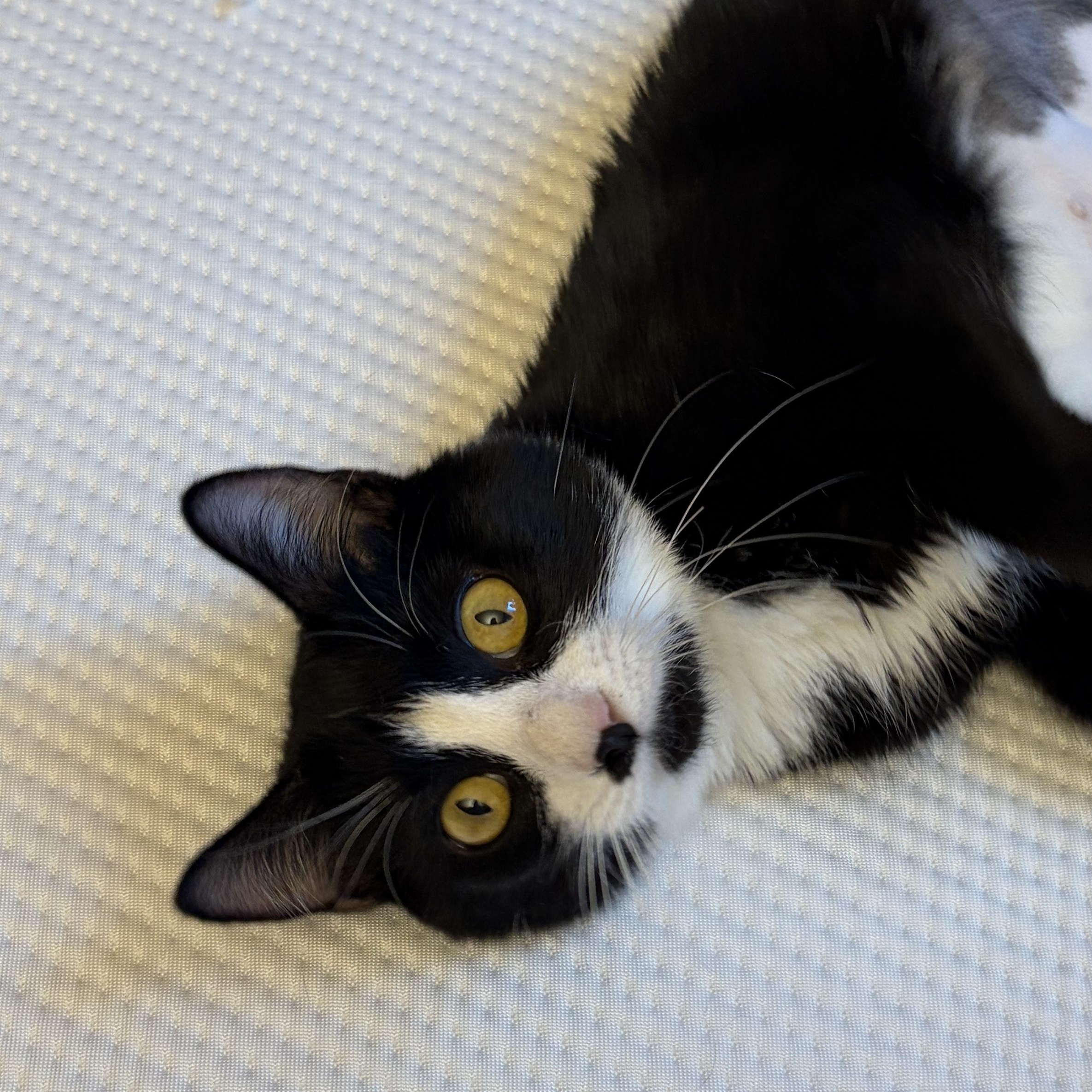 Bootsie, an adopted Domestic Short Hair in Redmond, WA image 3/5