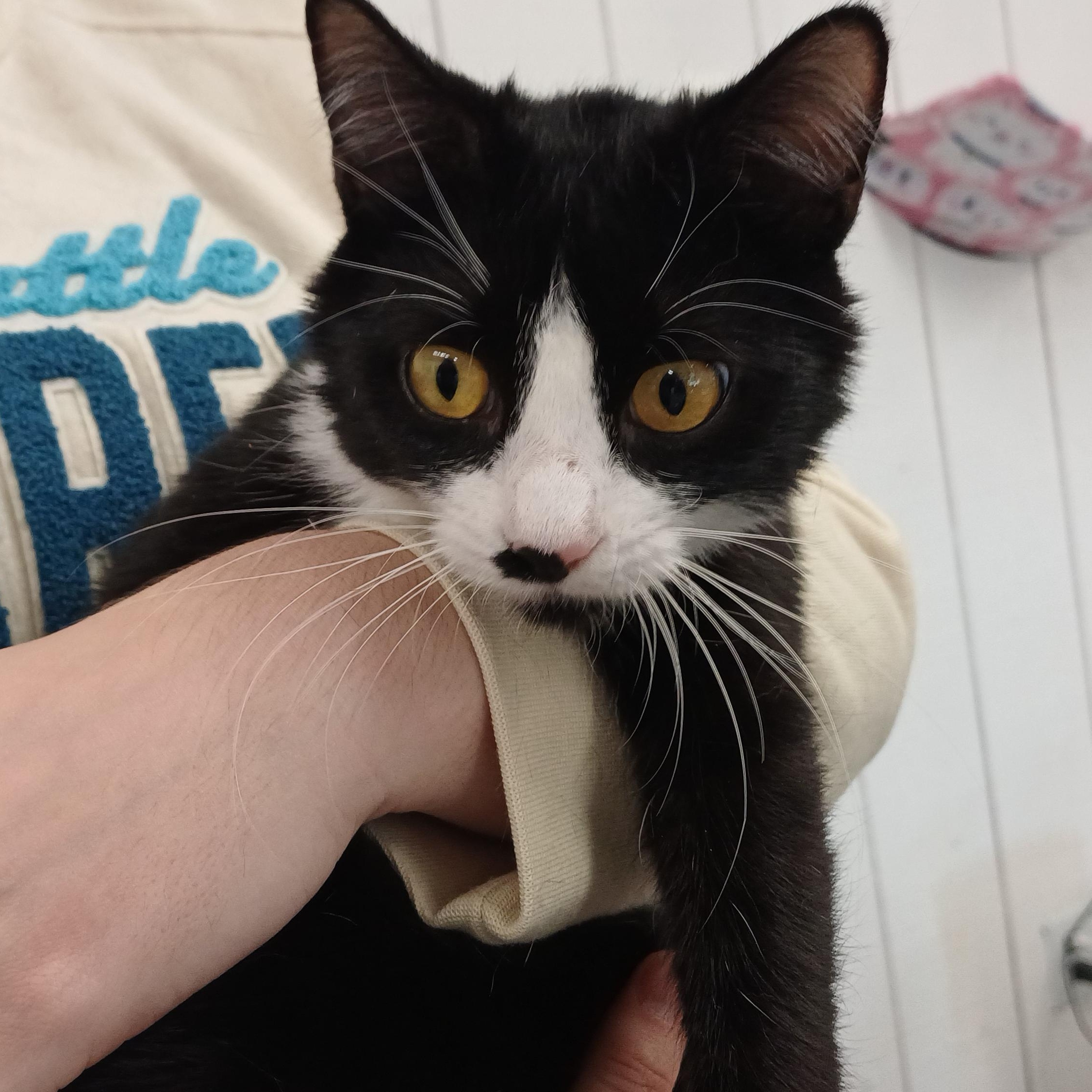 Bootsie, adopted, Young Female Domestic Short Hair.