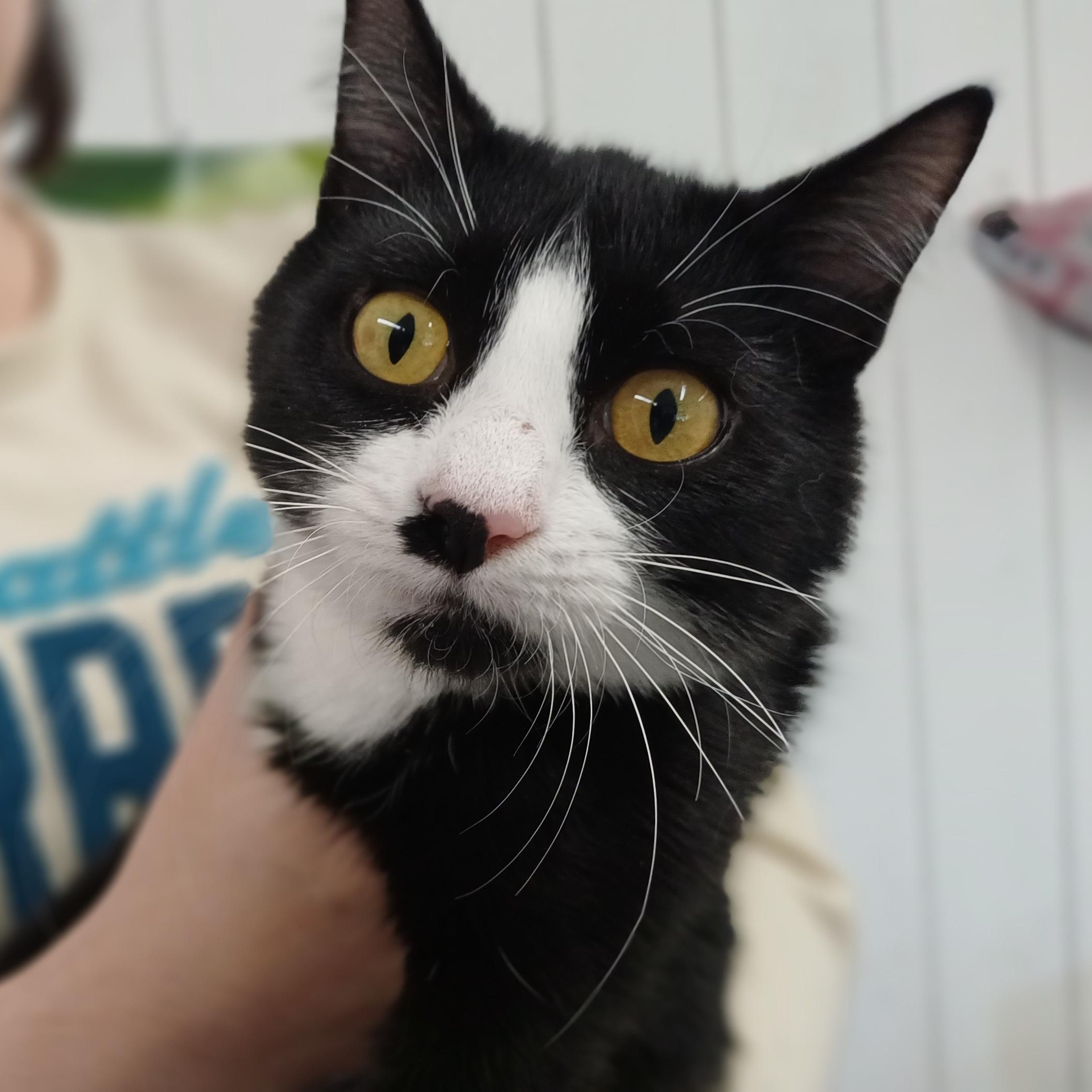 Bootsie, an adopted Domestic Short Hair in Redmond, WA image 4/5