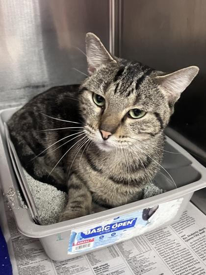 Juventus, Adoptable, Adult Male Domestic Short Hair & Domestic Short Hair.