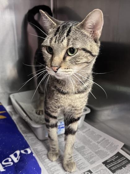 Enlarge Juventus, a Adoptable mixed breed in Houston, TX image 2/3