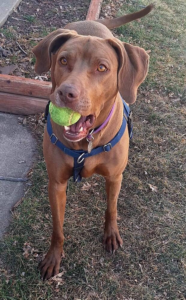 Peanut, Adoptable, Young Female Weimaraner.
