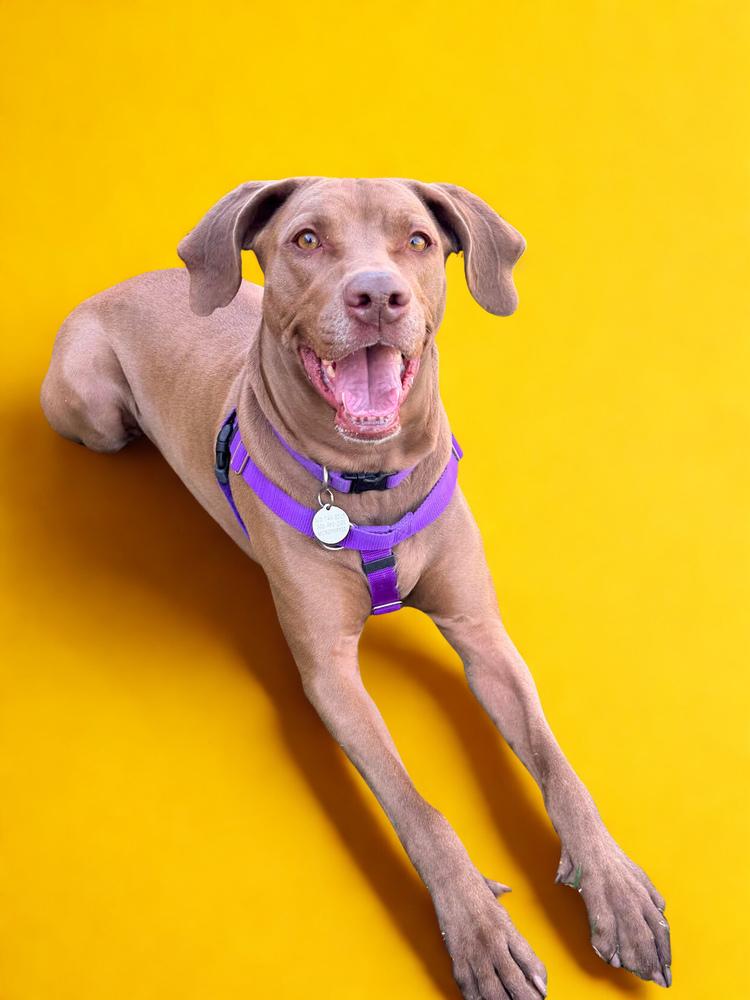 Enlarge Peanut, a Adoptable mixed breed in Denver, CO image 1/6