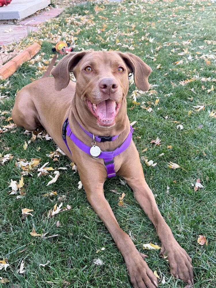 Peanut, a Adoptable mixed breed in Denver, CO image 1/6