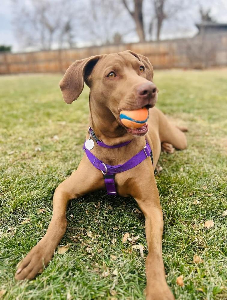 Peanut, a Adoptable mixed breed in Denver, CO image 2/6
