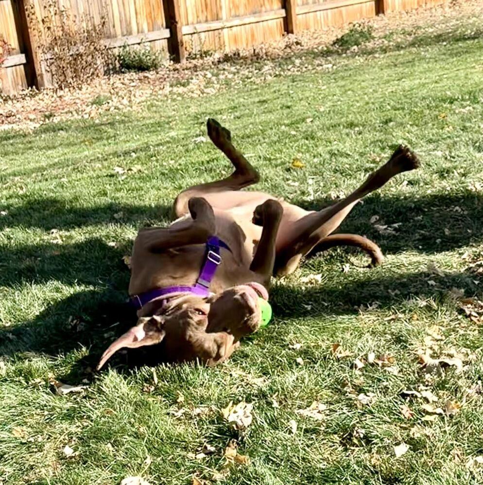 Peanut, a Adoptable mixed breed in Denver, CO image 3/6