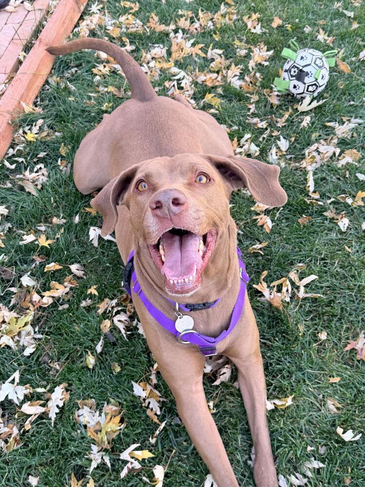 Peanut, a Adoptable mixed breed in Denver, CO image 4/6